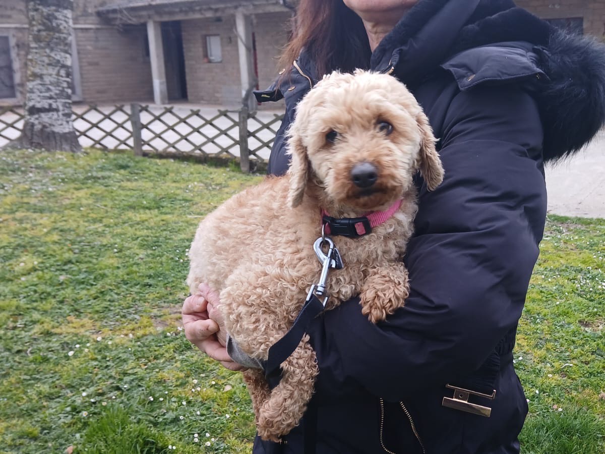 Adotta il cane Sissy  a Roma