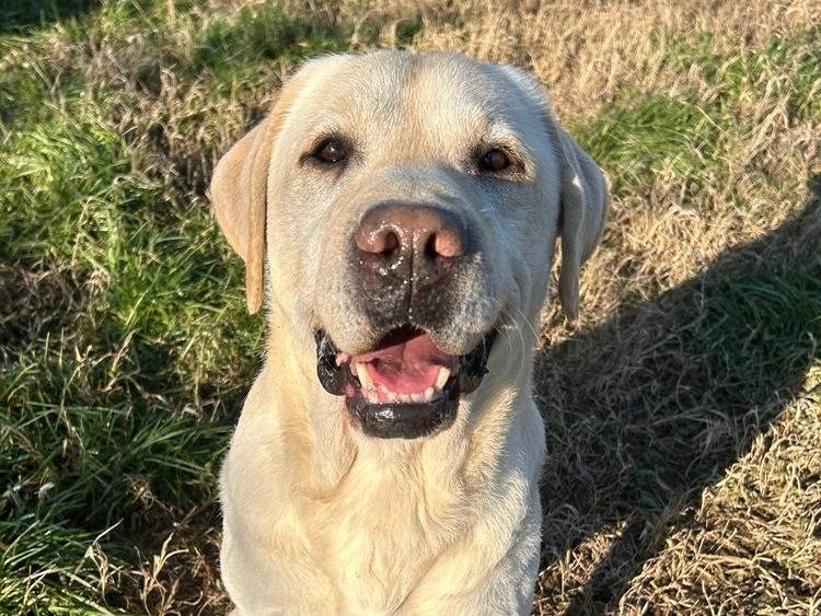 Adozione cane, maschio, Labrador Retriever Razza sconosciuta, 7 anni  e 5 mesi , taglia grande, Pavia