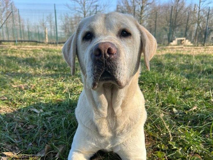 Adotta un cane, maschio, 7 anni  e 5 mesi , Pavia
