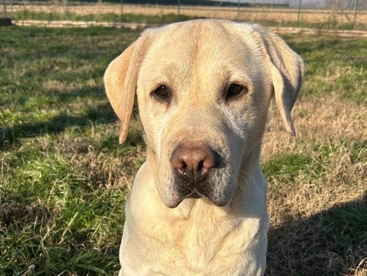 Adotta un cane, taglia grande, maschio, Pavia