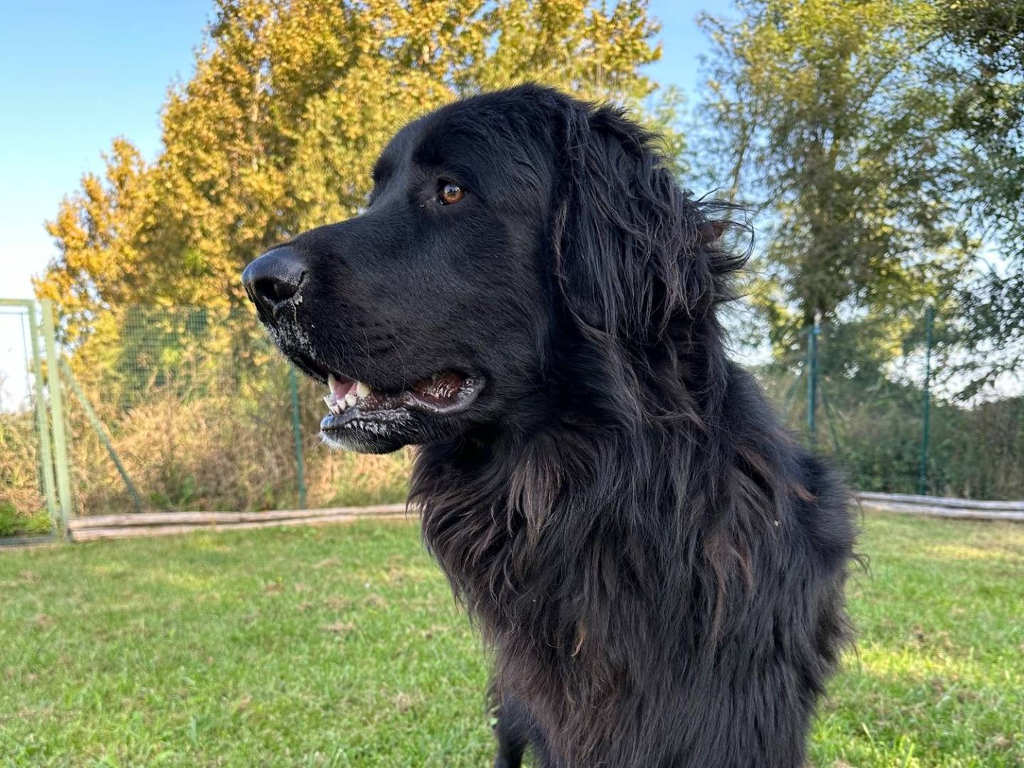 Adozione cane, maschio, Terranova Razza sconosciuta, 3 anni  e 3 mesi , taglia gigante, Pavia