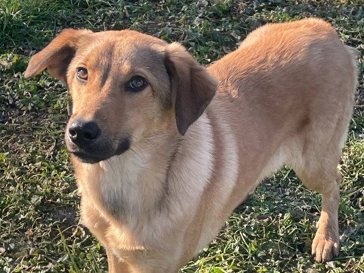 Adotta un cane, maschio, 1 anno, Pavia