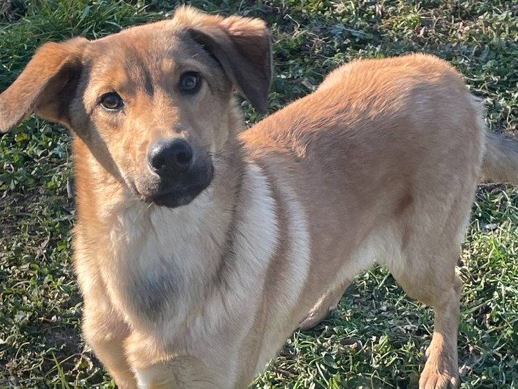 Adotta un cane, taglia media contenuta, maschio, Pavia