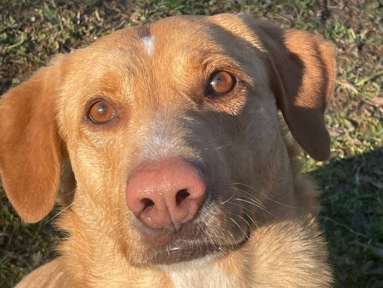 Adozione cane, femmina, Labrador Retriever Razza sconosciuta, 5 anni  e 10 mesi , taglia media, Pavia