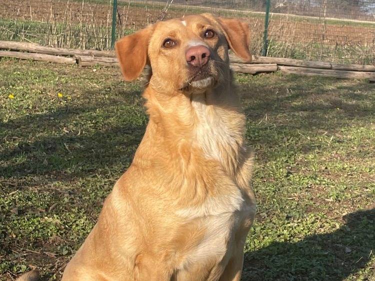 Adotta un cane, femmina, 5 anni  e 10 mesi , Pavia