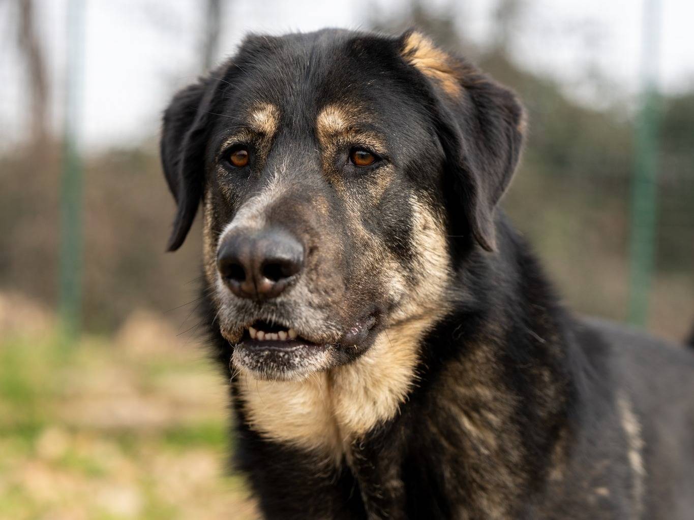 Adotta un cane, femmina, 3 anni  e 3 mesi , Pavia