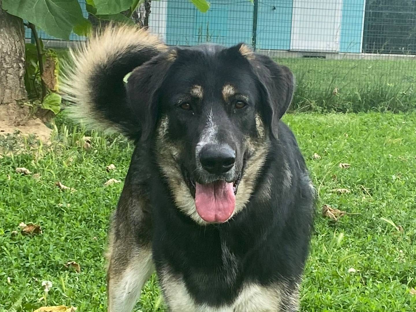 Adotta un cane, taglia gigante, femmina, Pavia