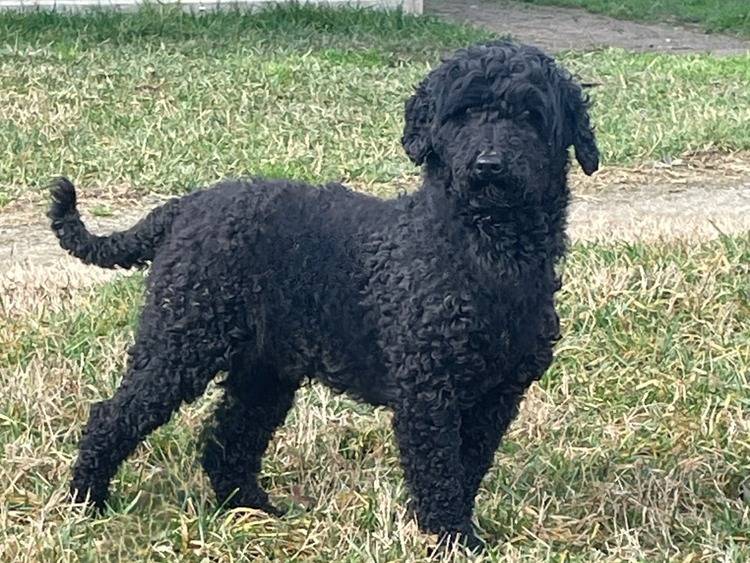 Adozione cane, maschio, Barbone Razza sconosciuta, 2 anni  e 10 mesi , taglia piccola, Pavia