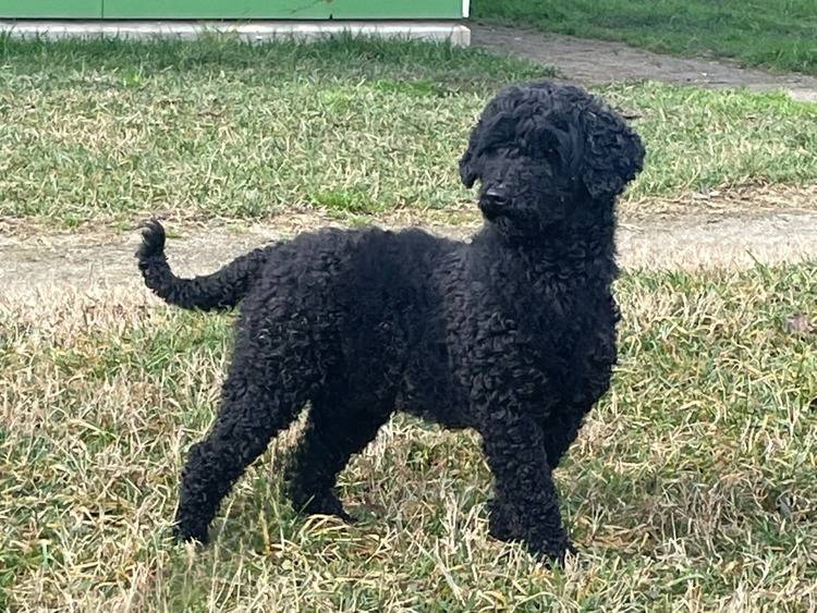 Adotta un cane, maschio, 2 anni  e 10 mesi , Pavia