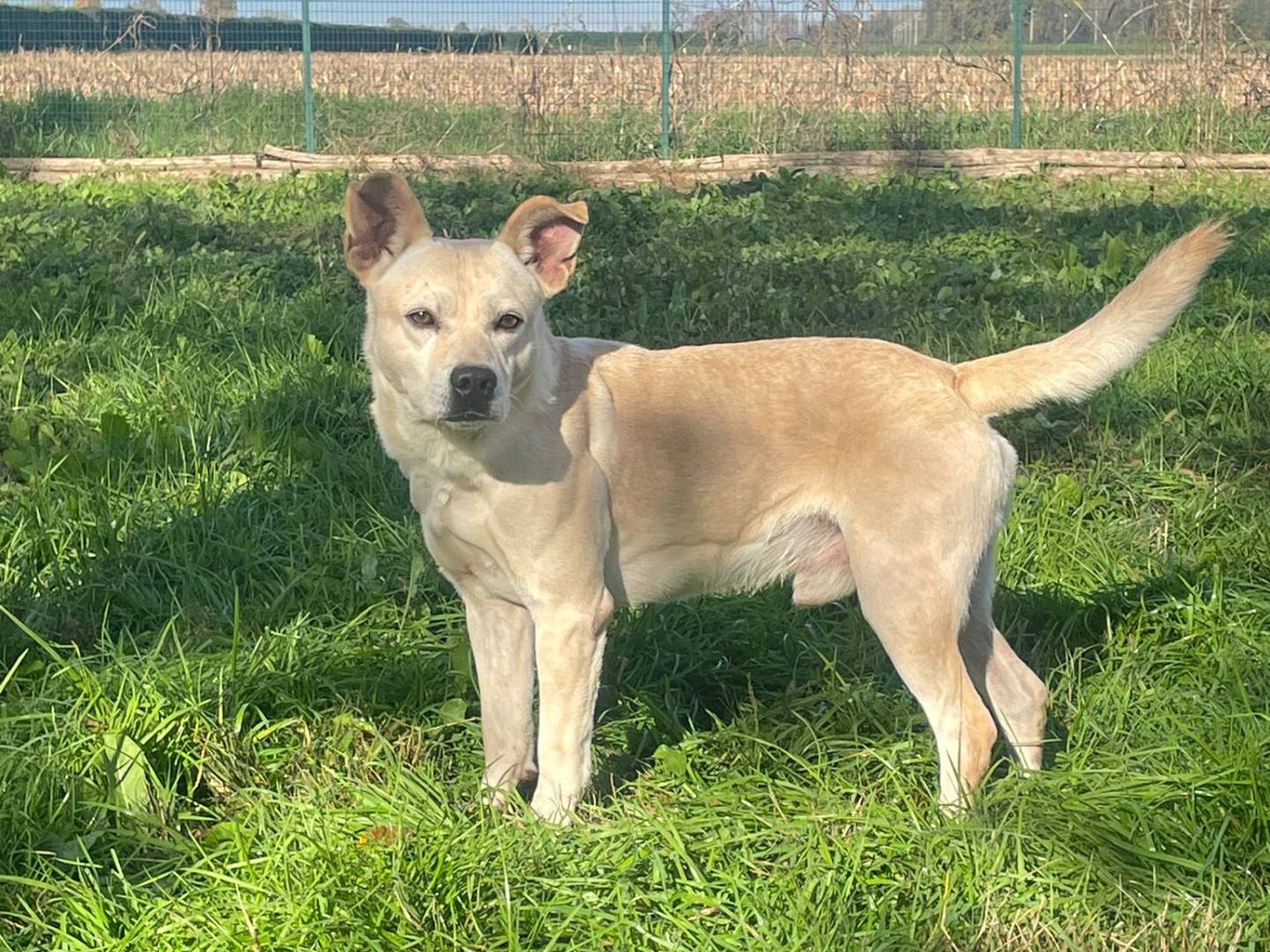 Adotta un cane, maschio, 5 anni  e 3 mesi , Pavia