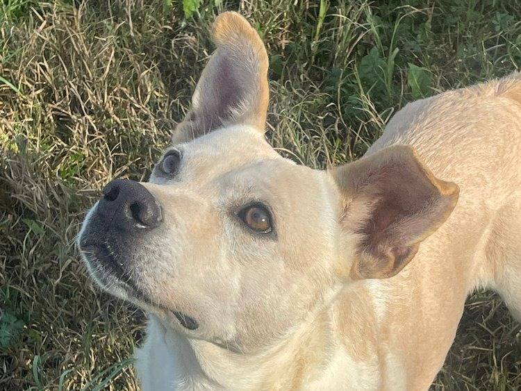Adotta un cane, taglia media, maschio, Pavia