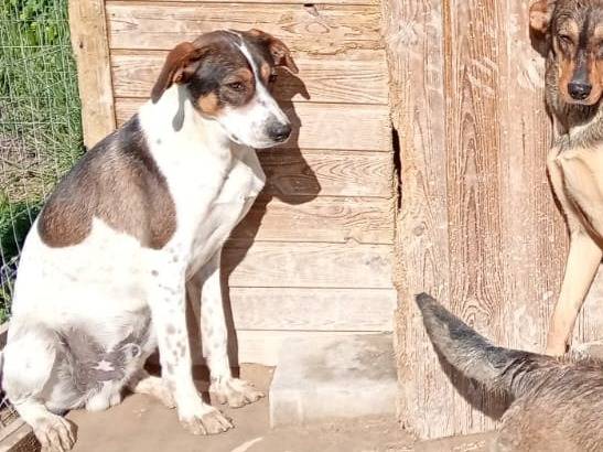 Adotta un cane, maschio, 1 anno, Catania