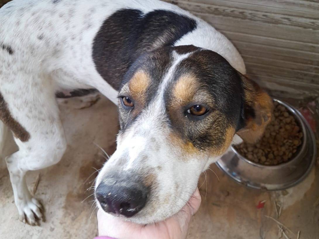 Adotta un cane, taglia media, maschio, Catania