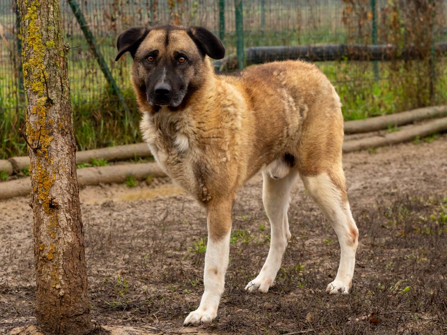 Adozione cane, maschio, Akita Razza sconosciuta, 5 anni  e 1 mese, taglia grande, Pavia