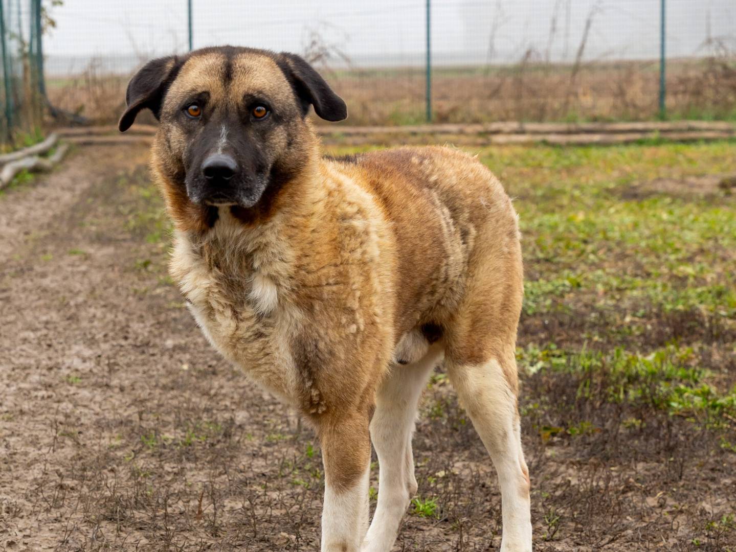 Adotta un cane, maschio, 5 anni  e 1 mese, Pavia
