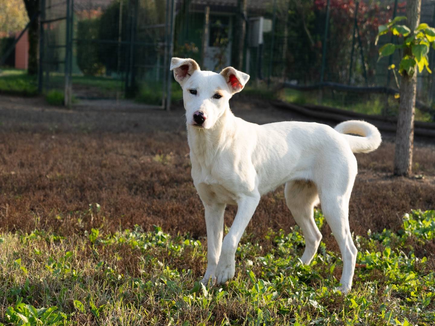 Foto dell'animale