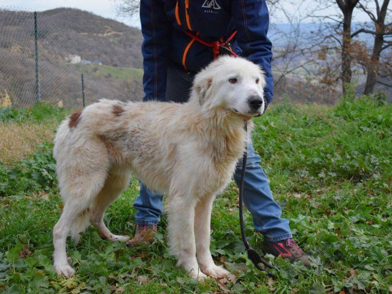 Adotta un cane, maschio, 3 anni  e 3 mesi , Matera