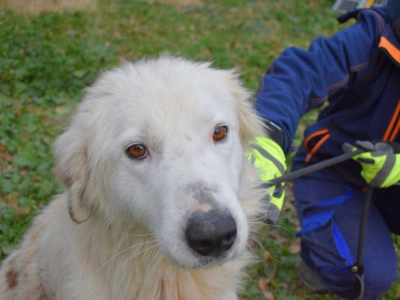 Adotta un cane, taglia grande, maschio, Matera