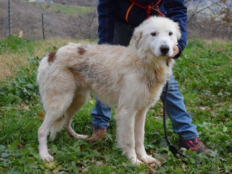 Vuoi adottare un cane a Matera?