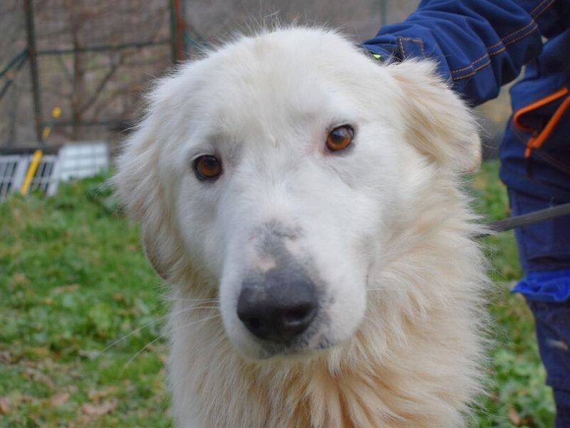 Adotta il cane Harlequin a Matera