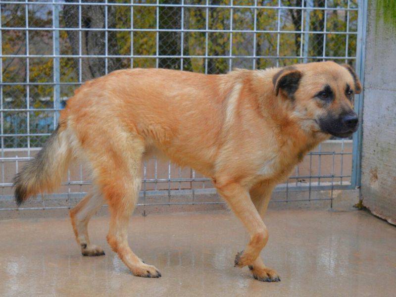 Adotta un cane, maschio, 2 anni  e 9 mesi , Frosinone