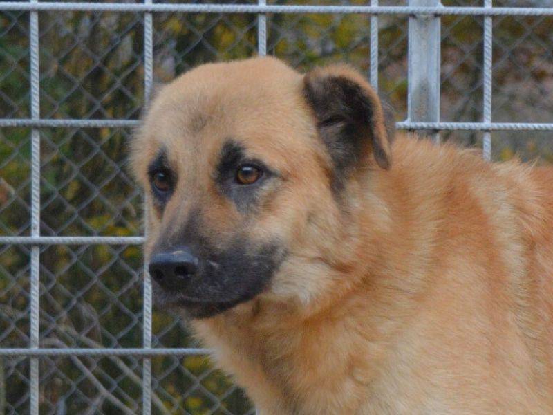 Adotta un cane, taglia grande, maschio, Frosinone