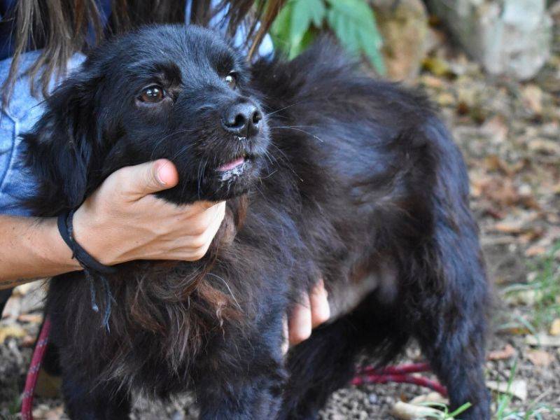Adotta un cane, maschio, 1 anno e 10 mesi , Roma