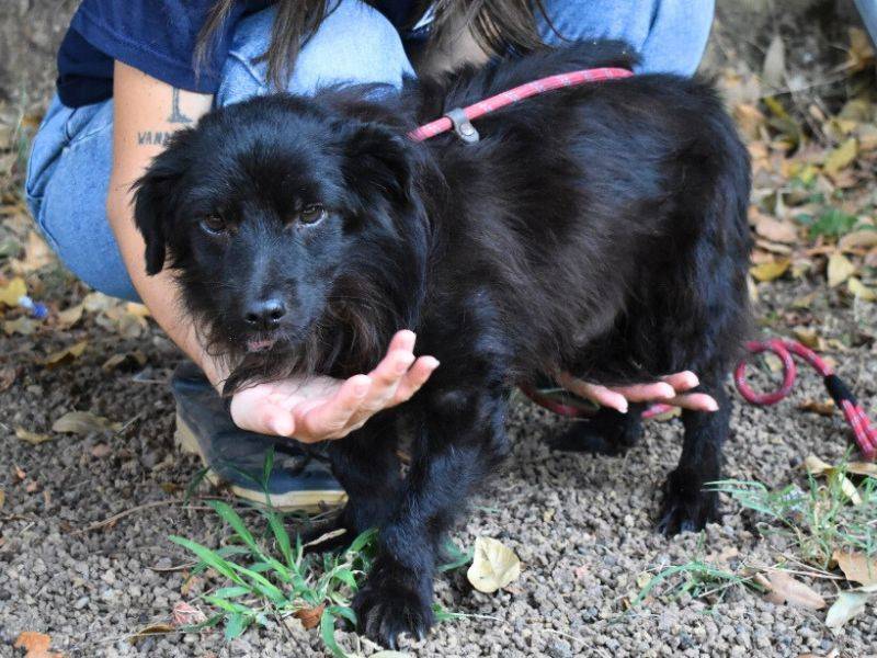 Adotta un cane, taglia piccola, maschio, Roma