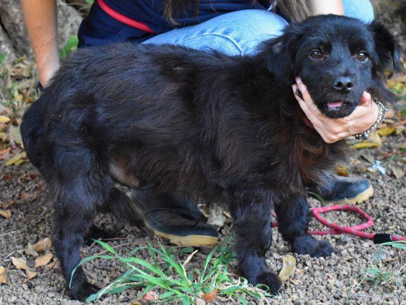 Vuoi adottare un cane a Roma?