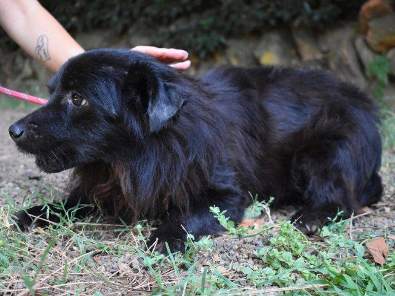 Adotta il cane Gingy a Roma