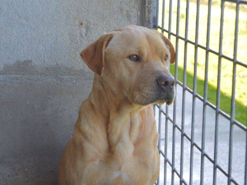 Adozione cane, maschio, Pitbull Razza sconosciuta, 1 anno e 11 mesi , taglia media, Roma