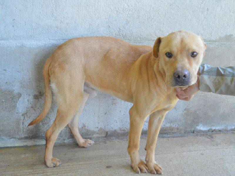 Adotta un cane, maschio, 1 anno e 11 mesi , Roma