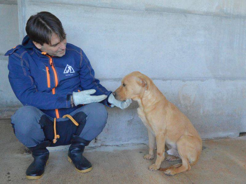 Adotta un cane, taglia media, maschio, Roma