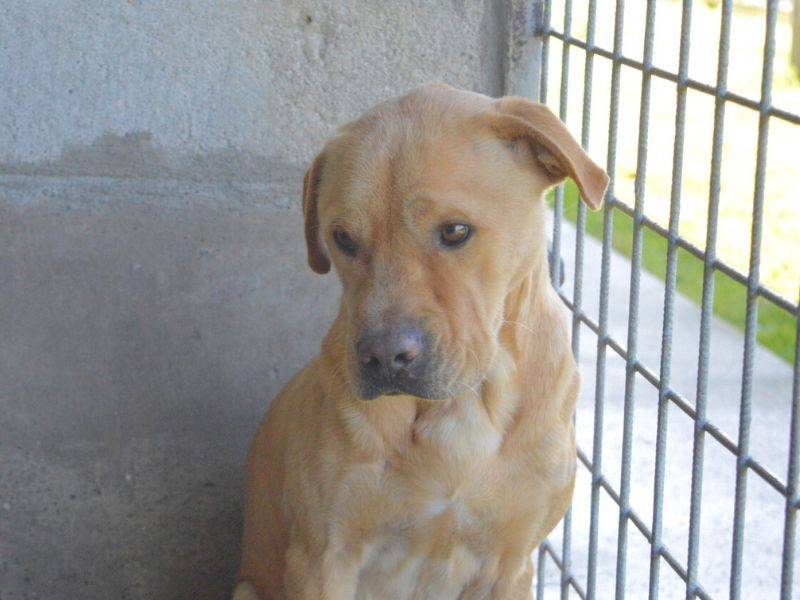 Vuoi adottare un cane a Roma?