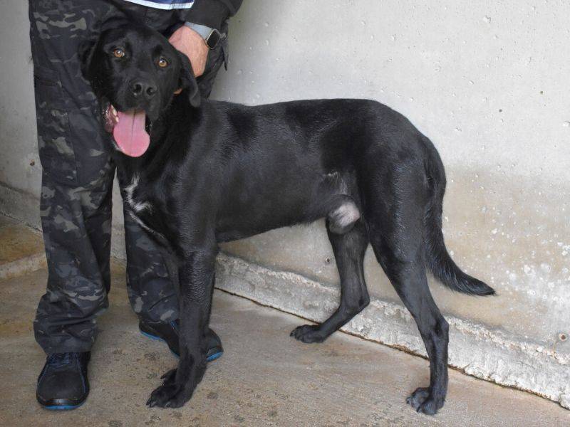 Foto dell'animale