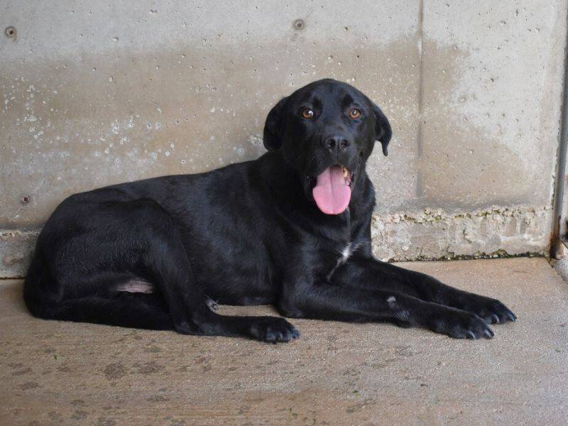 Adotta un cane, maschio, 4 anni  e 7 mesi , Roma
