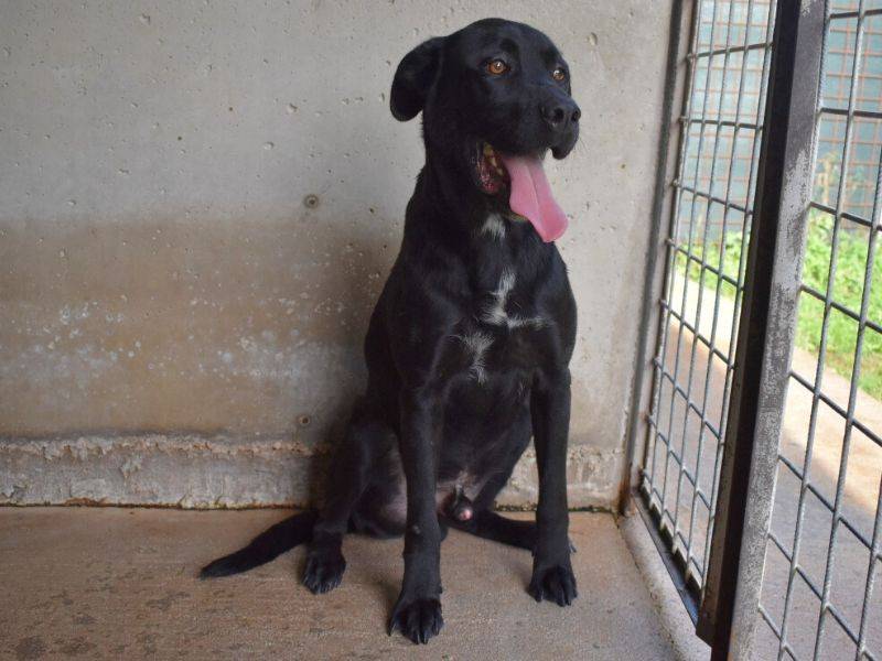 Adotta un cane, taglia grande, maschio, Roma