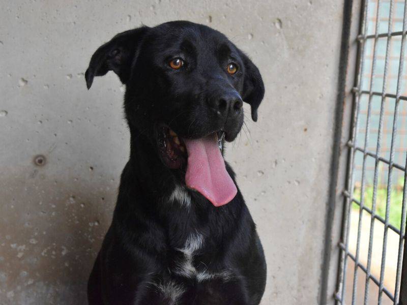 Vuoi adottare un cane a Roma?