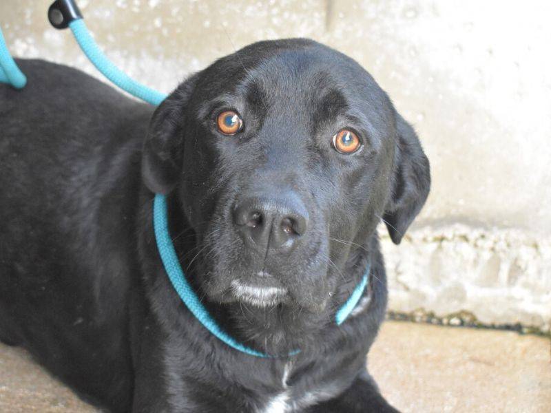 Adotta il cane Rigoberto a Roma