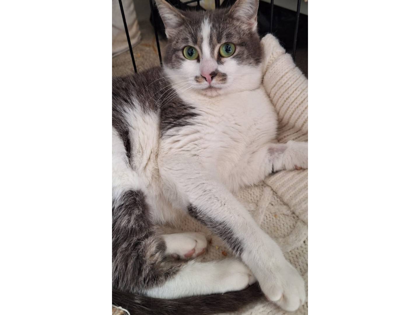 Adotta un gatto, taglia non valida, femmina, Milano