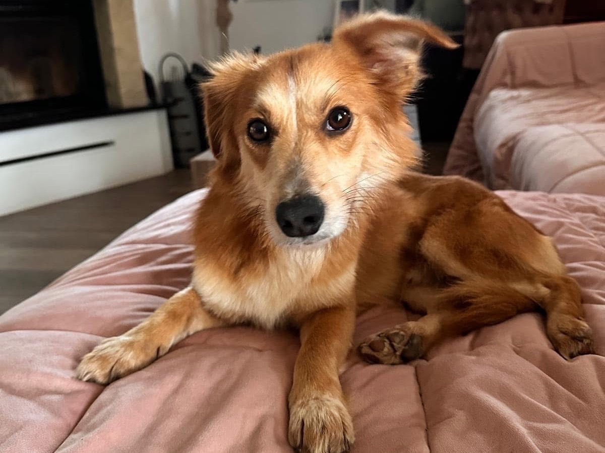 Adozione cane, maschio, Razza sconosciuta Razza sconosciuta, 2 anni e 7 mesi, taglia piccola, Bologna