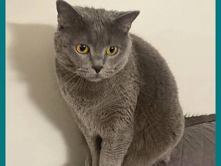 Foto dell'animale
