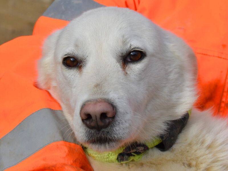 Adozione cane, femmina, Razza sconosciuta Razza sconosciuta, 3 anni e 9 mesi, taglia grande, Matera