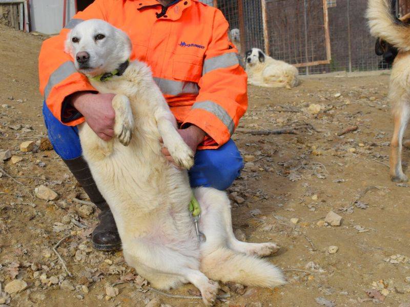 Adotta un cane, femmina, 3 anni e 9 mesi, Matera