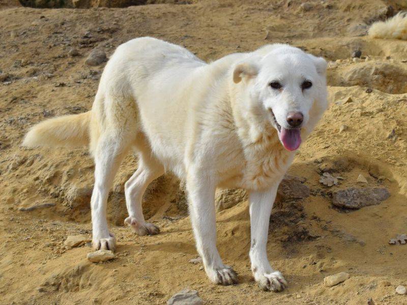 Adotta un cane, taglia grande, femmina, Matera