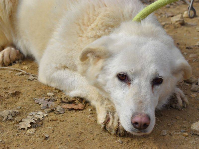 Vuoi adottare un cane a Matera?
