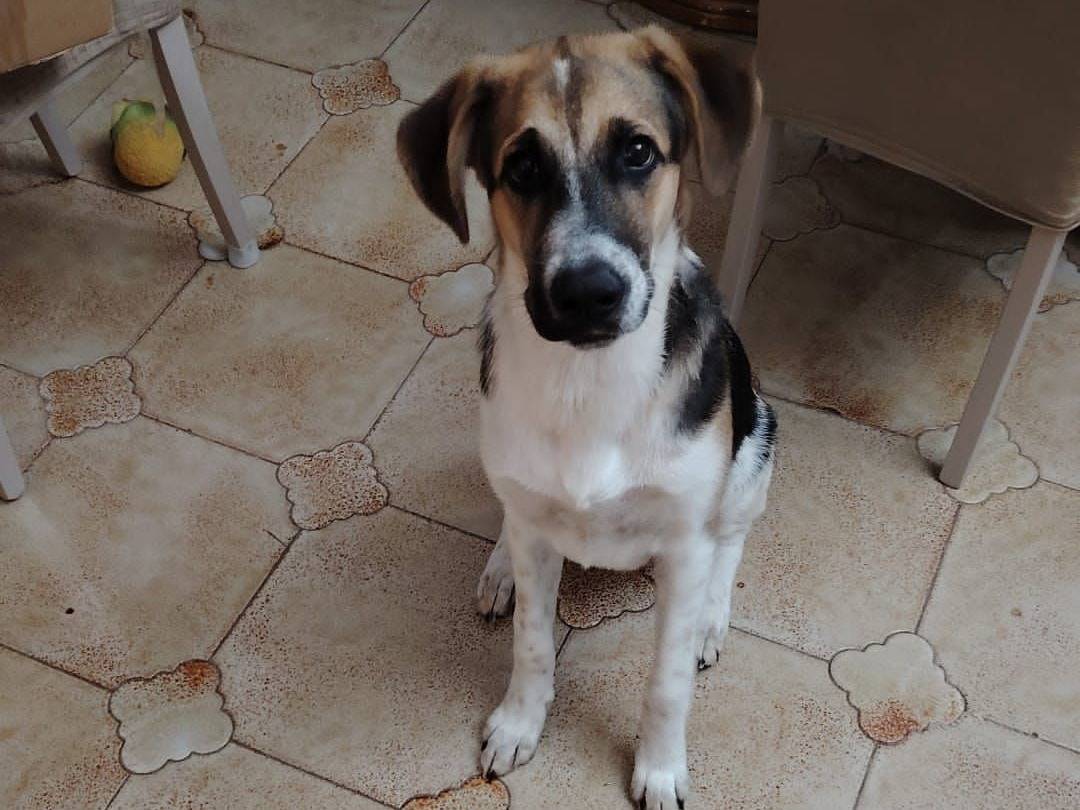 Foto dell'animale