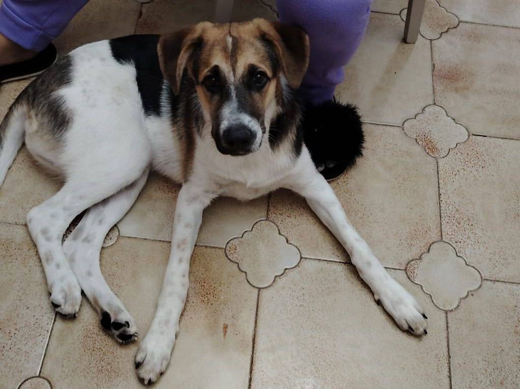 Foto 2 dell'animale