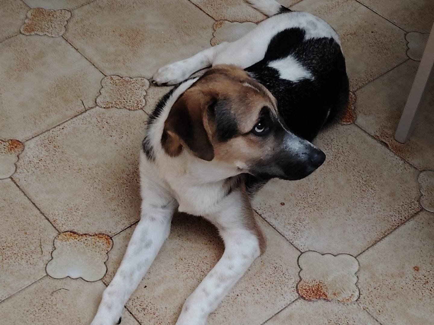 Foto 3 dell'animale