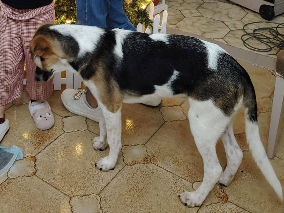 Vuoi adottare un cane a Agrigento?